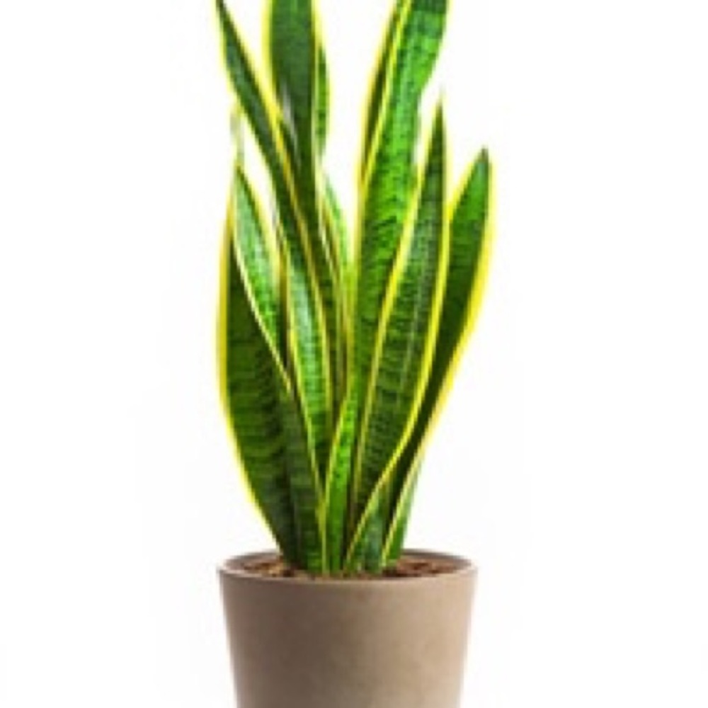 Special Air purifier mother-in-law tongue Plant - Picture 3 of 10